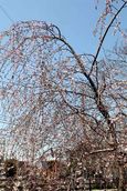 20110328nikaryohonsen02