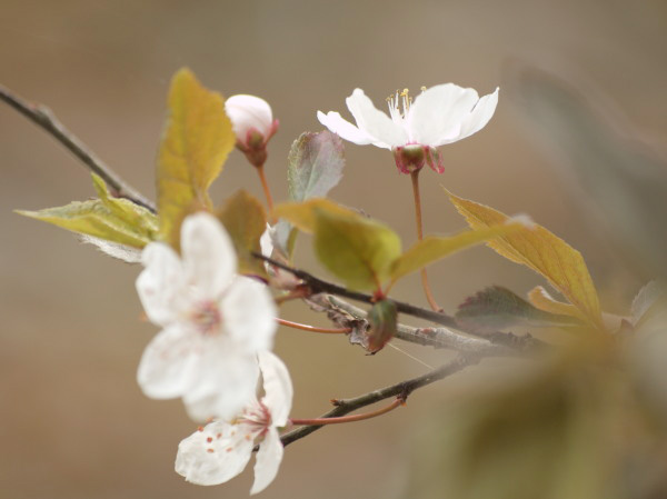 20110402higashitakane02