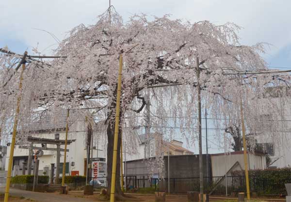 20110402sugajinjya03