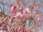 20110405ozenjifurusato06