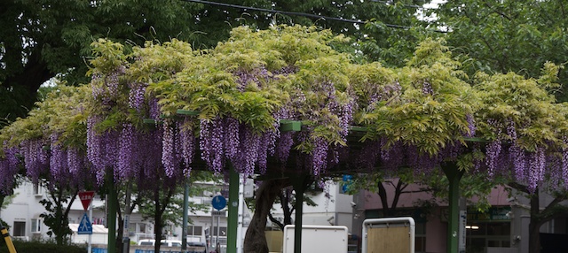 20110504fuji 2