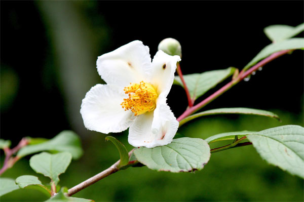 20110619ikutaryokuchi05