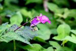 20110907ikutaryokuchi05