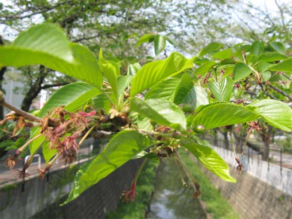 20110426asaogawa01