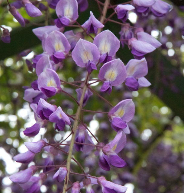 20110504fuji 3