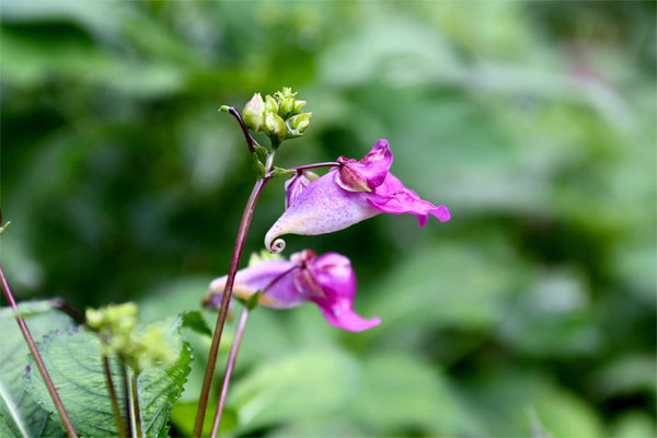 20110907ikutaryokuchi01