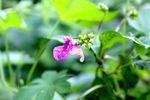 20110907ikutaryokuchi04