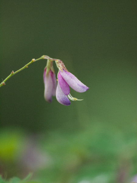 20110923jyokeiji06