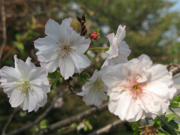 20111010jyokeiji03