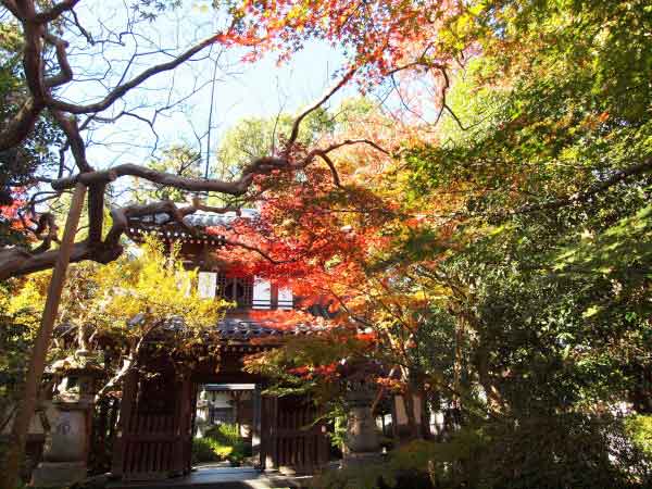 20111204zenryuji03