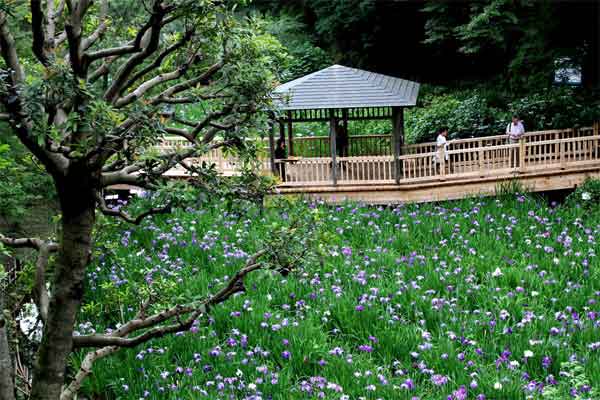 20110618ikutaryokuchi01