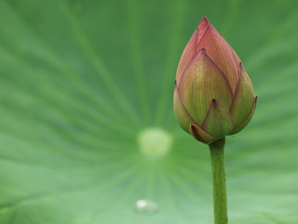 20110702todorokiryokuchi06