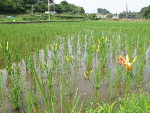 20110703asaokukurokawa02