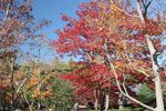 20111116syowa_park05