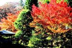 20111204ikutaryokuchi07