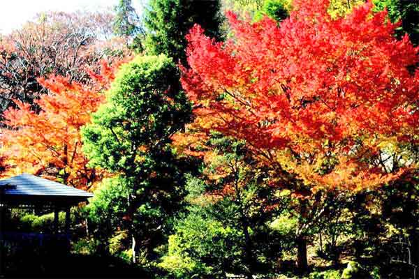 20111204ikutaryokuchi07