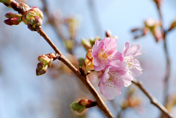 20120303tamagawa_nakahara03