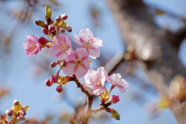 20120303tamagawa_nakahara01