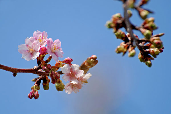 20120303tamagawa_nakahara02