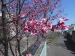 20120321hirasegawa02