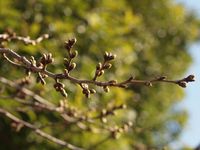 新城神社 桜20120326_02