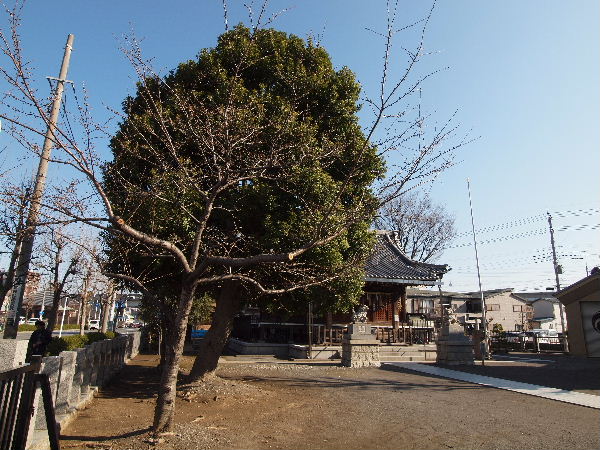 新城神社 桜20120326_01