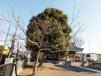 新城神社 桜20120327_03r