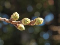 新城神社 桜20120328_10r-1