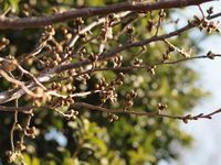 新城神社 桜20120328_02r