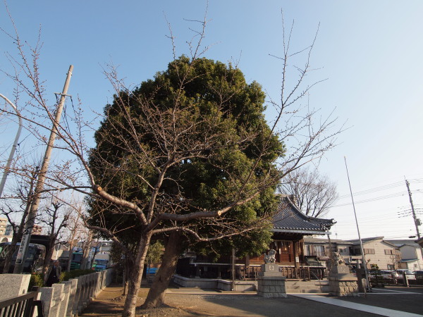 新城神社 桜20120328_01r