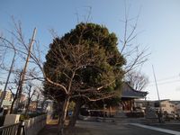 新城神社 桜20120329_01ｒ