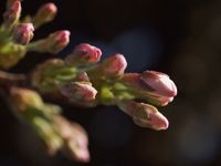 20120402_44r-1