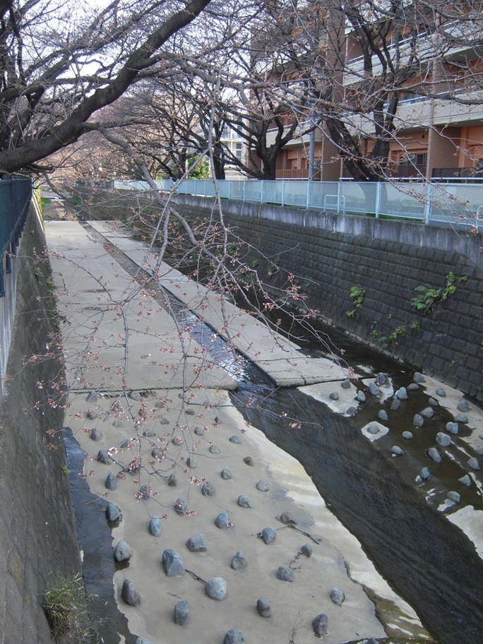 麻生川橋上流右岸４月２日
