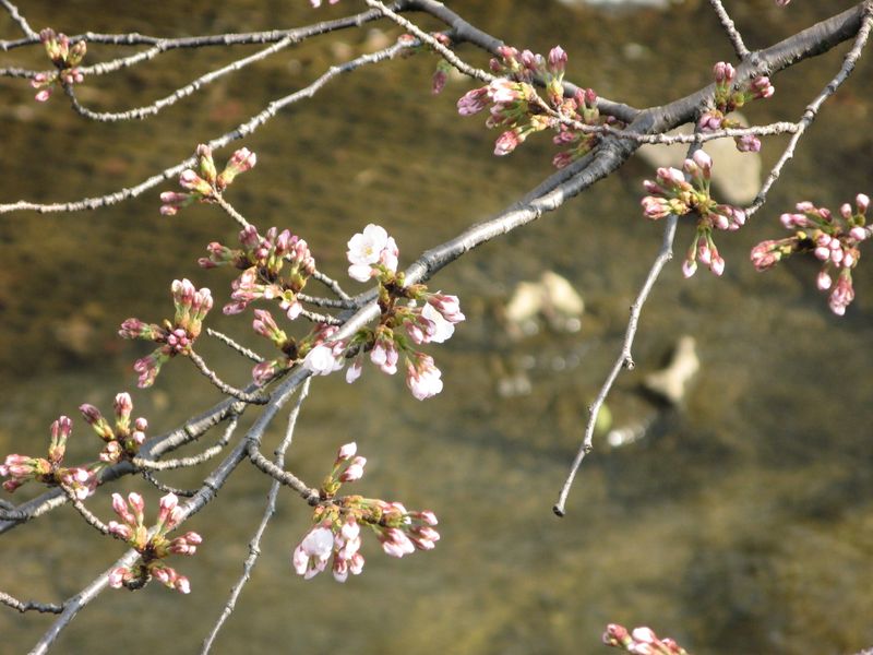 IMG_0038麻生川の桜_1