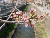 IMG_0003麻生川の桜_1