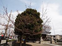 新城神社20120403_11r