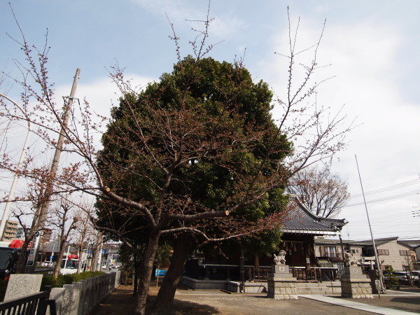 新城神社20120403_11r