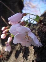 山口橋の下流の幹４月４日