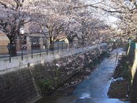 麻生川橋下右岸流４月４日