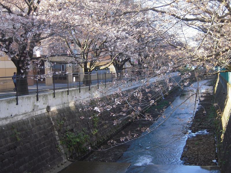 麻生川橋下右岸流４月４日