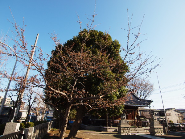 新城神社20120404_10ｒ