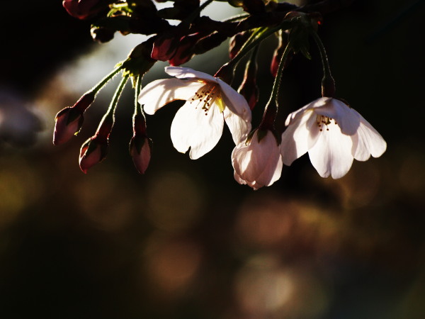 新城神社20120405_31ｔｒ