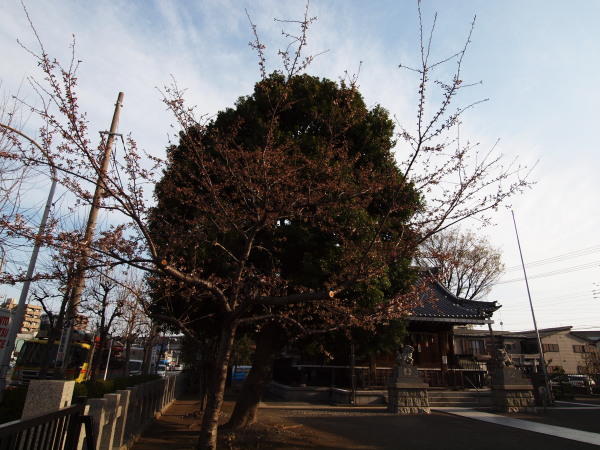 新城神社20120405_53ｒ