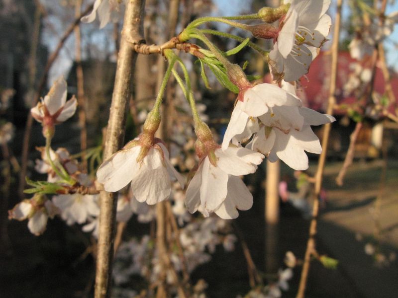 IMG_0069須賀神社のエドヒガン桜_1