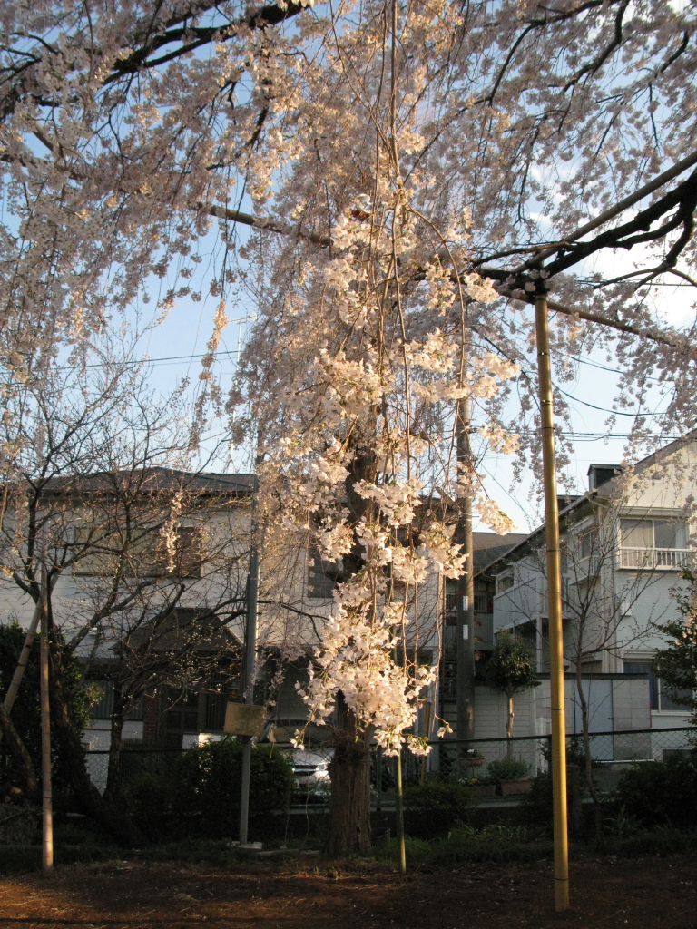 IMG_0072須賀神社のエドヒガン桜_1