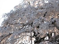 IMG_0082須賀神社のエドヒガン桜_1