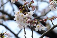 040501白山神社定点