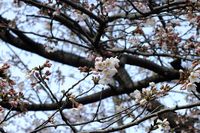 040502白山神社定点