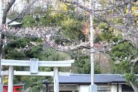 040503白山神社定点