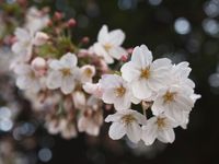 新城神社20120406_31r